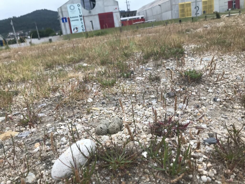 Viana: DKC acusa câmara de "licença para matar" habitat dos "borrelho" e desporto inclusivo 6