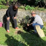 livre planta azevinho sao victor