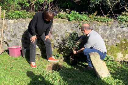 livre planta azevinho sao victor