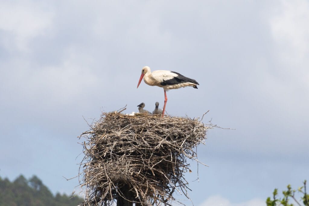 Aves migração ninho