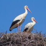 Aves migração ninho