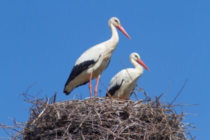 Aves migração ninho