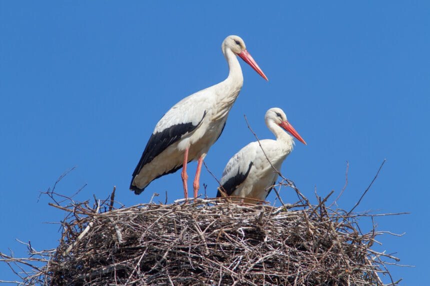 Aves migração ninho