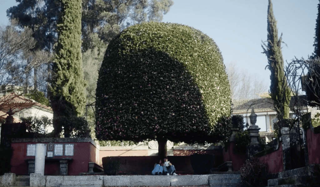 arvore guimaraes camelia