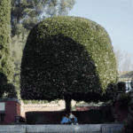 arvore guimaraes camelia