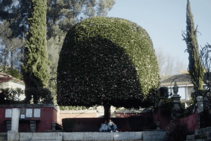 arvore guimaraes camelia