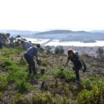 Viana plantar arvores