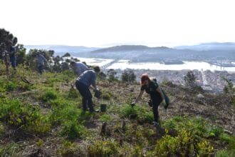 Viana plantar arvores