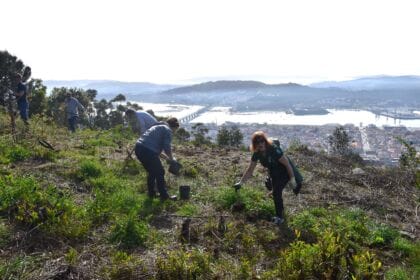 Viana plantar arvores
