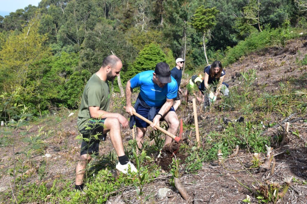 Viana: Funcionários municipais foram ao monte plantar espécies florestais Viana plantar arvores