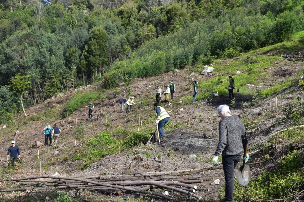 Viana: Funcionários municipais foram ao monte plantar espécies florestais Viana plantar arvores