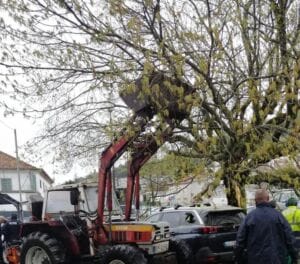 Carro árvore atingido