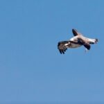 aguia gaivota esposende carlos rio