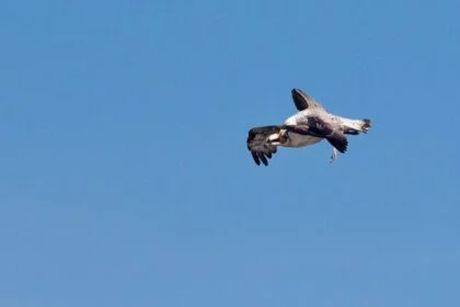 aguia gaivota esposende carlos rio