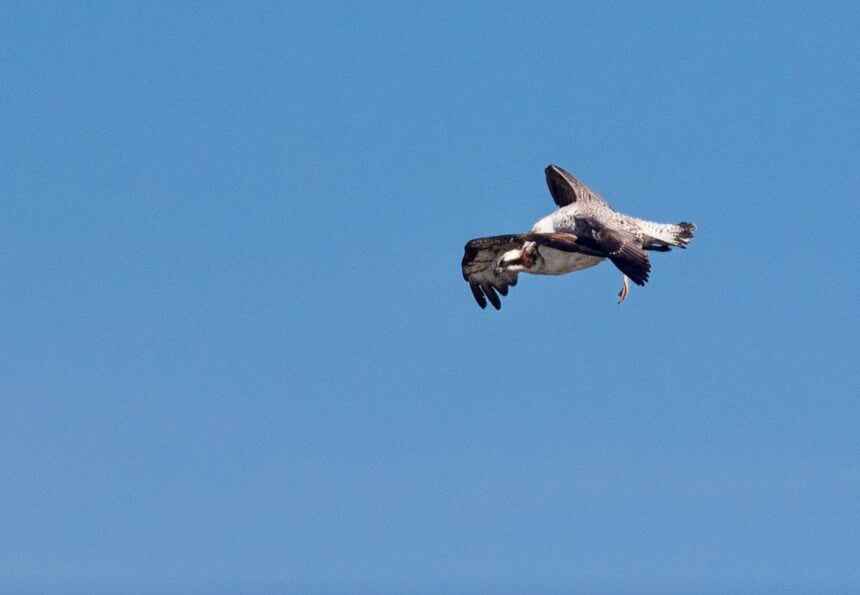 aguia gaivota esposende carlos rio