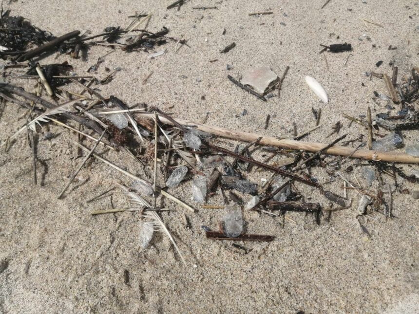 ‘Bloom’ de Veleiros: Organismos avistados nas praias de Esposende e Viana Veleiros