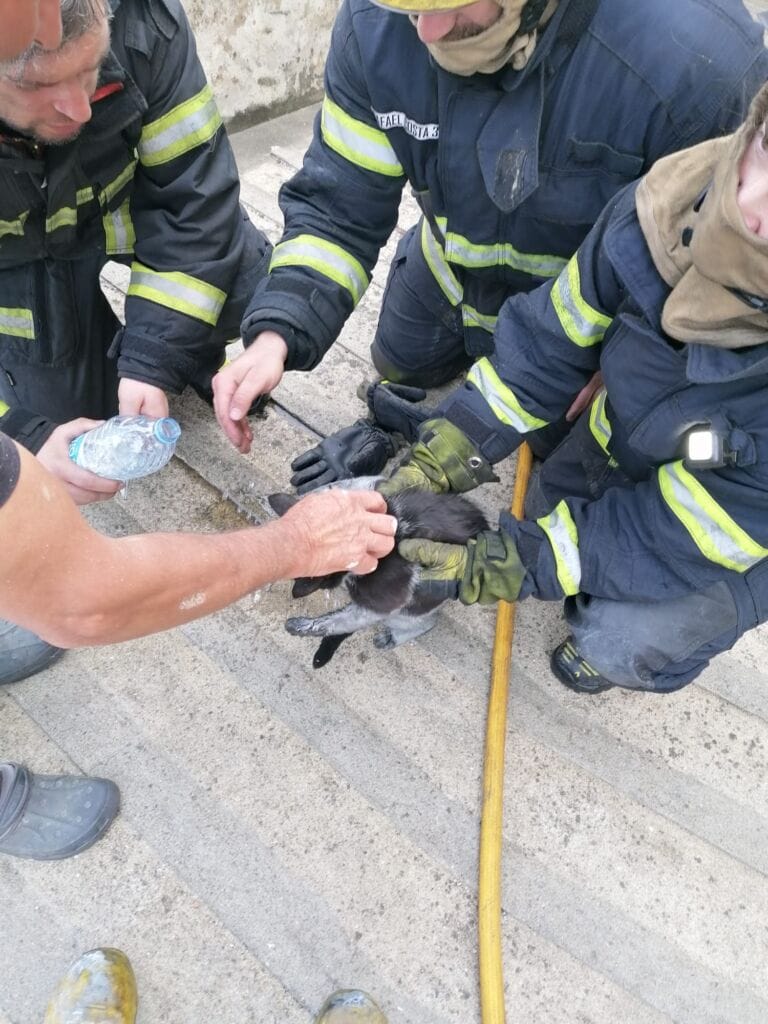 gato bombeiros de fao
