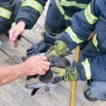gato salvo bombeiros - 1