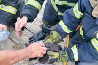 gato salvo bombeiros - 1