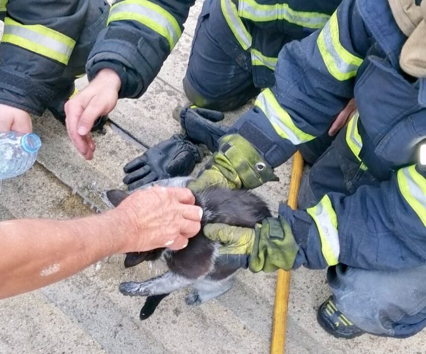 gato salvo bombeiros - 1