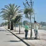 Marginal metrosidero arvore