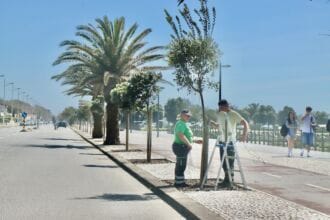 Marginal metrosidero arvore