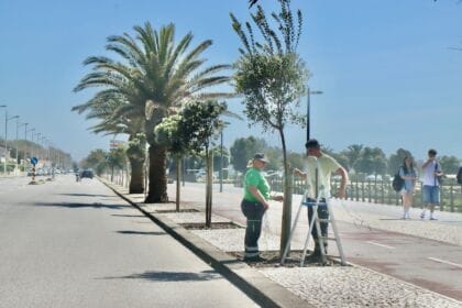 Marginal metrosidero arvore