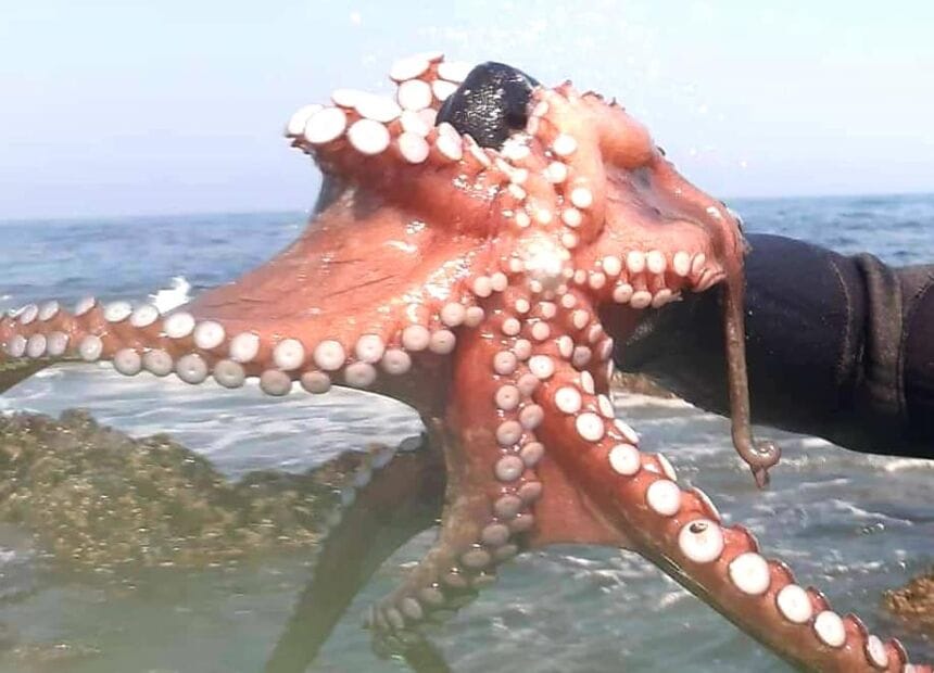 polvo