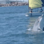 Viana Golfinho