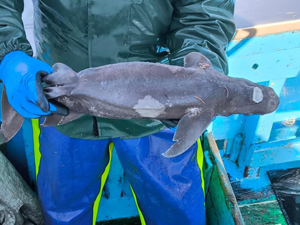 Viana: Alguém sabe que peixe é este? Veio das profundezas na redes do "Sempre em Frente" peixe desconhecido
