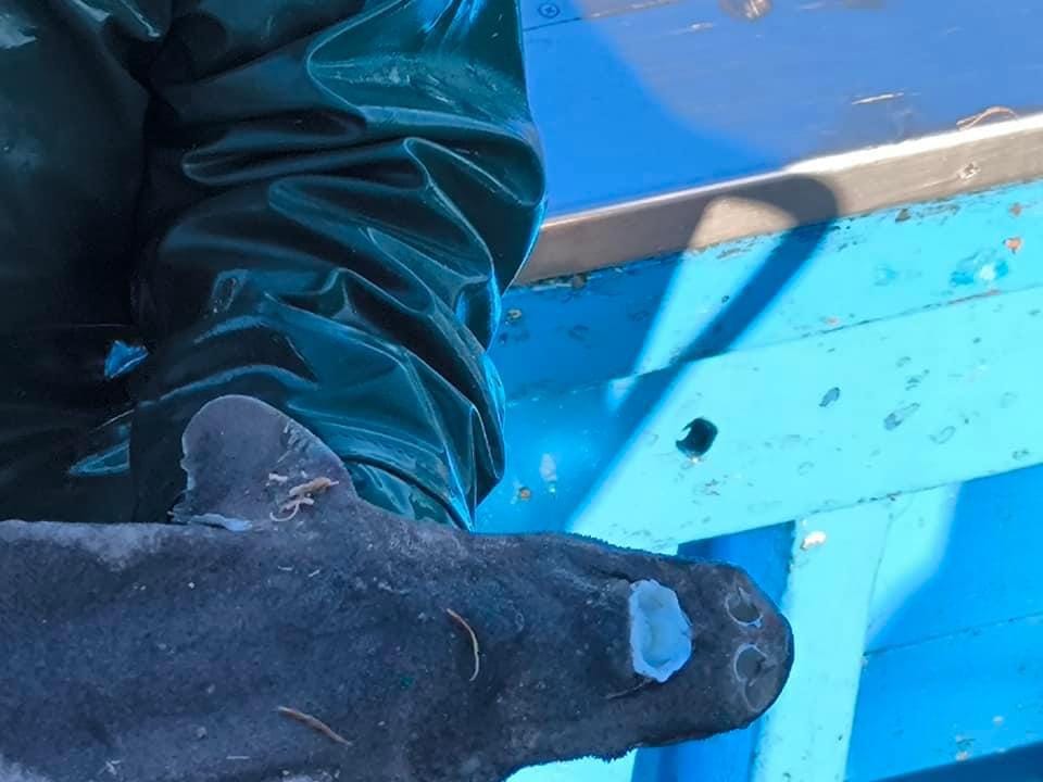 Viana: Alguém sabe que peixe é este? Veio das profundezas na redes do "Sempre em Frente" peixe desconhecido