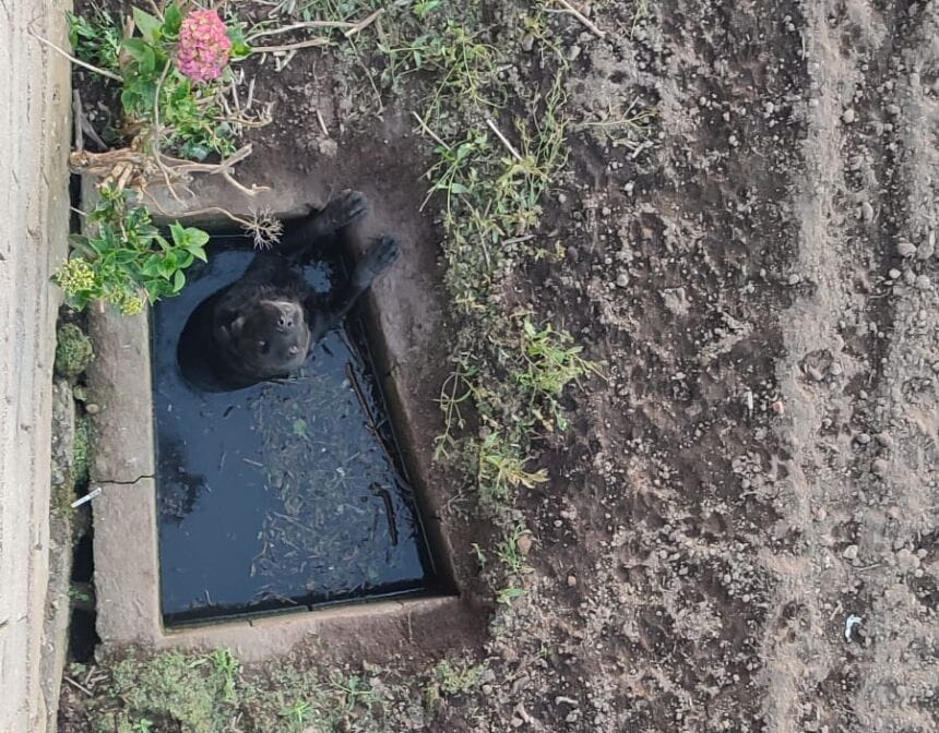 Barcelos: GNR resgata cão de caixa de águas pluviais labrador cao barcelos resgate