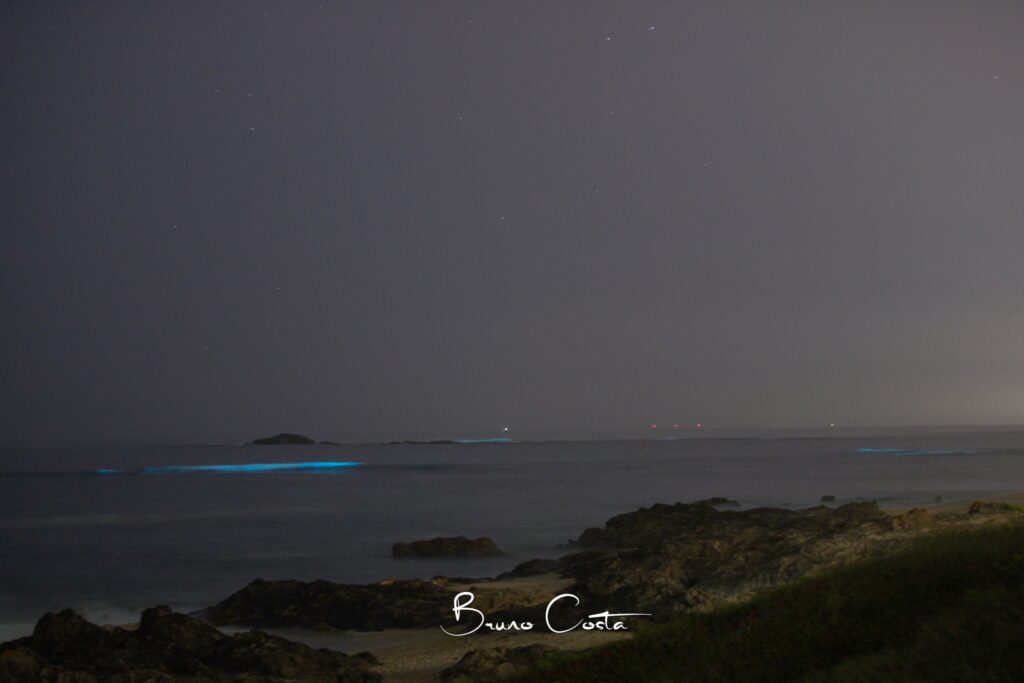 Maré bioluminescente regressou às praias de Vila do Conde maré bioluminescente vila do conde