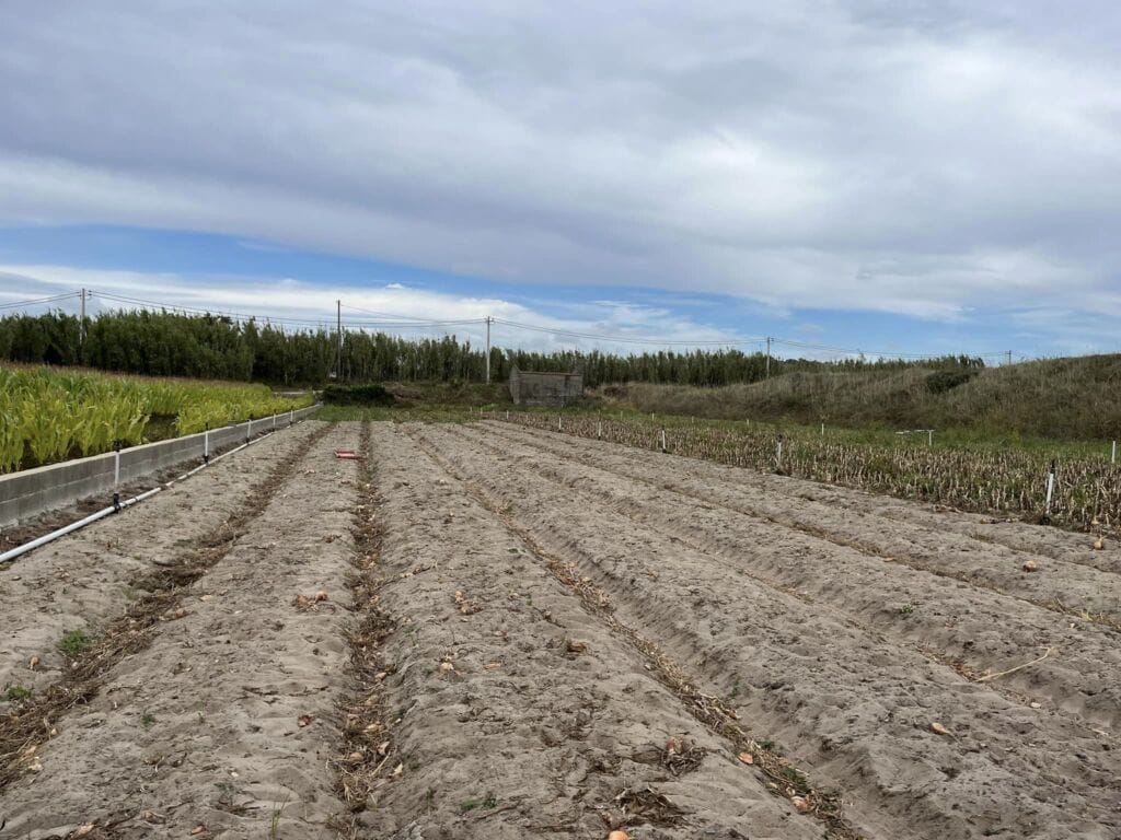 Esposende: Roubaram 3 toneladas de cebola na Apúlia Cebola apulia esposende
