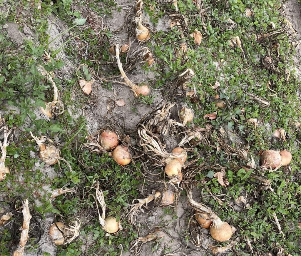 Esposende: Roubaram 3 toneladas de cebola na Apúlia cebola 3 e1720621508699