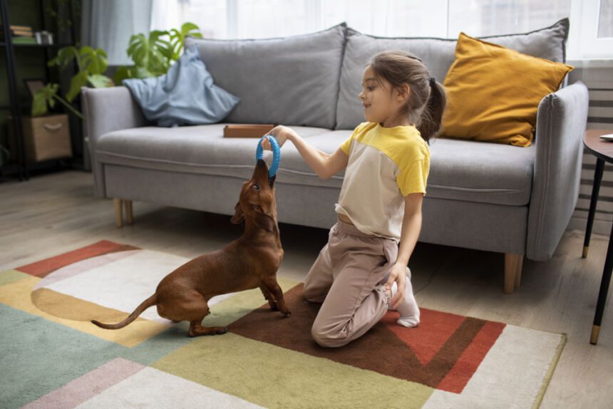 Pet cão brincadeiras animais
