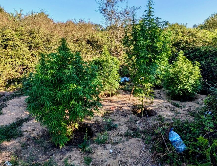 Minho: Furto de material de construção e pirotécnico em Ponte Lima leva GNR até plantação de cannabis em Vila Verde minho material apreendido
