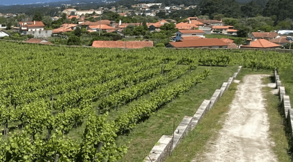 vinha 
