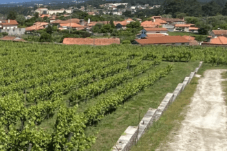 vinha
