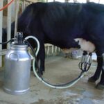 leite vaca Póvoa de Varzim