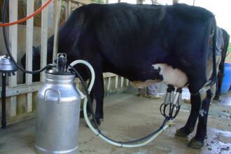 leite vaca Póvoa de Varzim