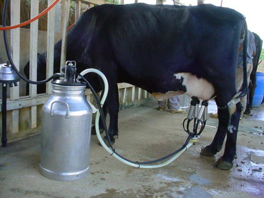 leite vaca Póvoa de Varzim