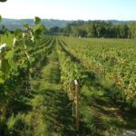 UMinho Viticultura