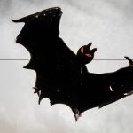 halloween barcelos arcos de valdevez