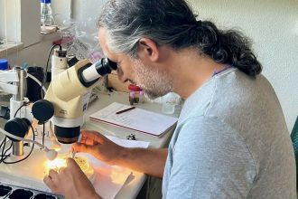 investigador uminho FCT