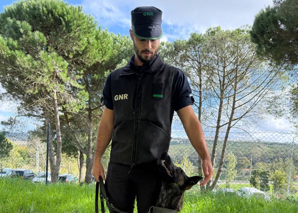 gnr cinotecnica caes 4