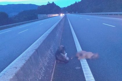 cão boris resgate A28