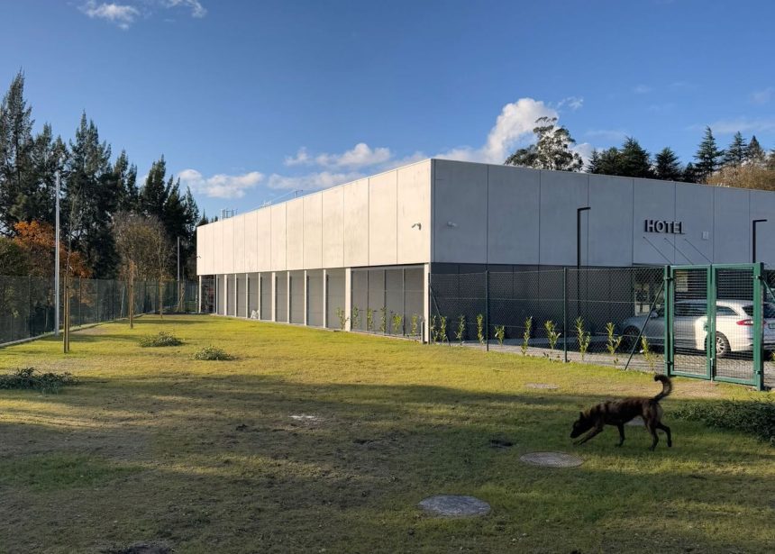 Guimaraes hotel bem estar caes gato