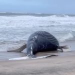 baleia ana esposende ofir