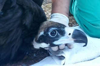 abutre tiro ameaca